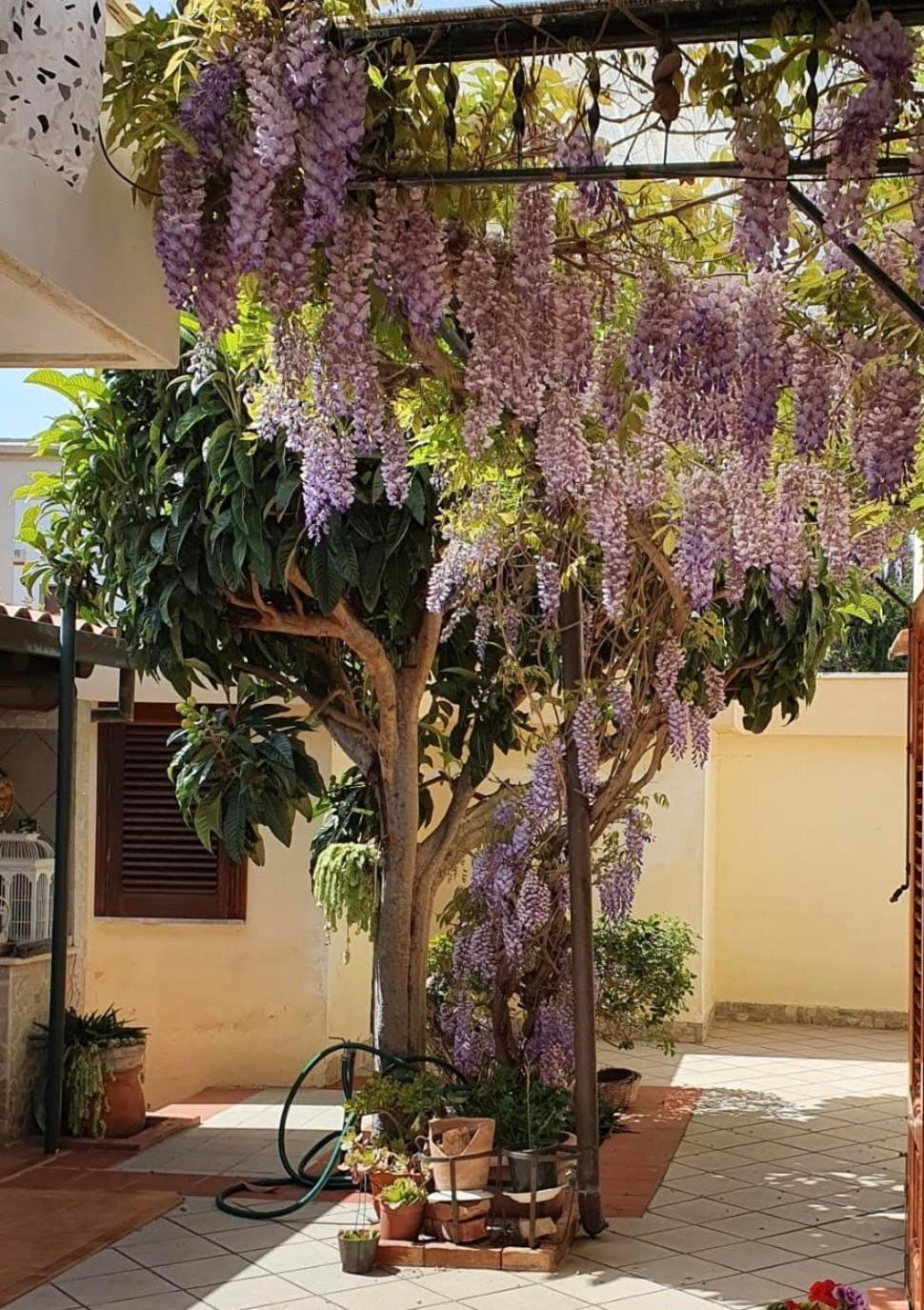 La Depandance Di Villa Rosa Locazioni Brevi Mondello Exterior photo